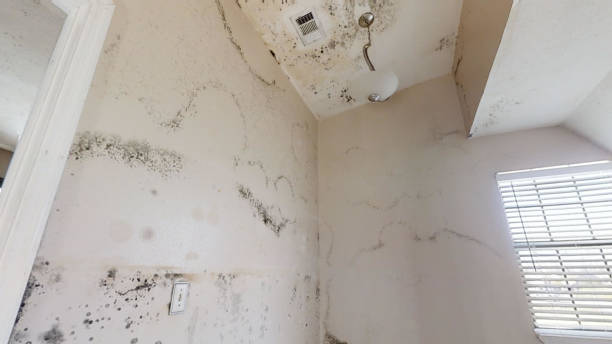 Best Crawl Space Mold Remediation  in Indian Hills, KY