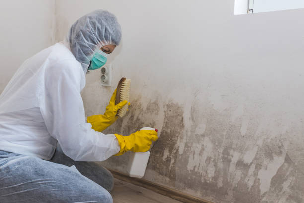 Best Mold Removal for HVAC Installations  in Indian Hills, KY