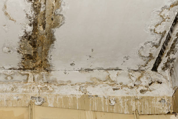 Best Mold-Related Health Consultation  in Indian Hills, KY