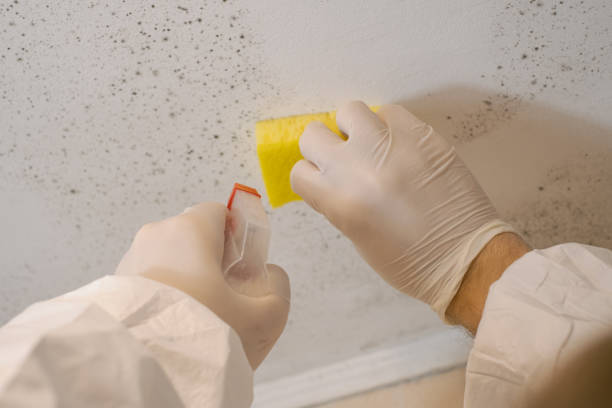 Best Post-Remediation Verification Testing  in Indian Hills, KY