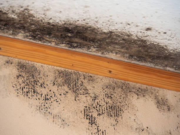 Best Mold Documentation for Insurance Claims  in Indian Hills, KY