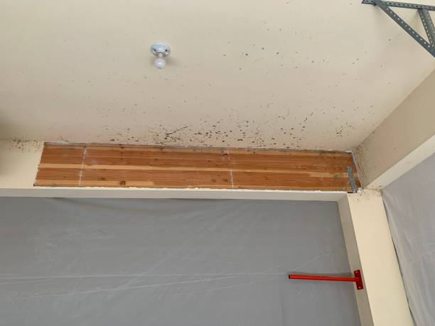 Best Mold Prevention Services  in Indian Hills, KY