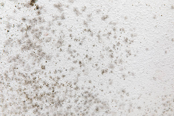 Best Air Quality Testing for Mold Spores  in Indian Hills, KY