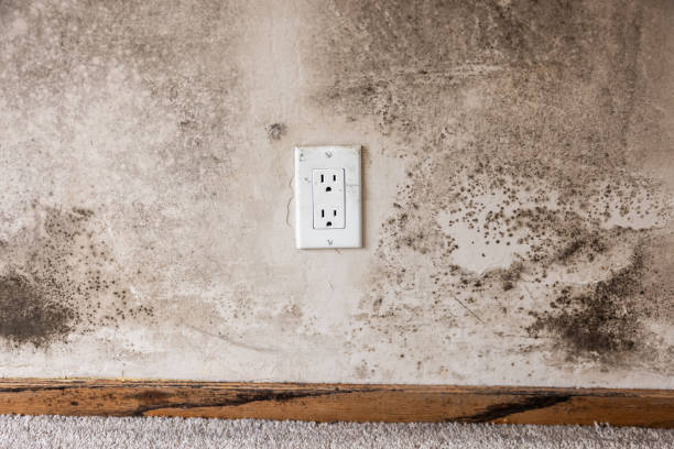 Best Post-Remediation Verification Testing  in Indian Hills, KY